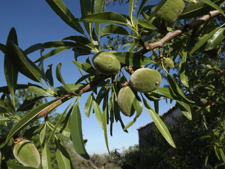Casa de l'Oli Olive Trees